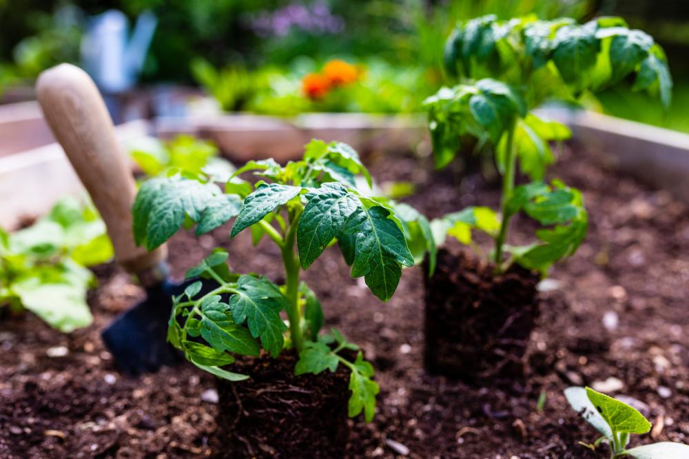 plants de légumes