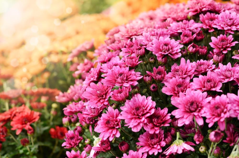chrysanthèmes