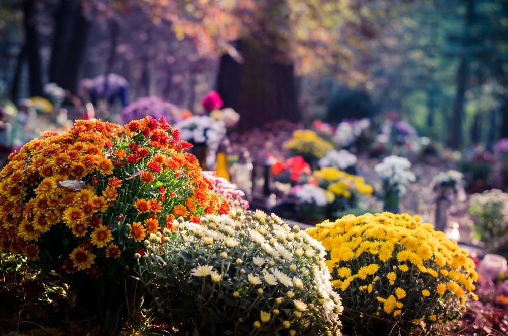 fleurs d'automne