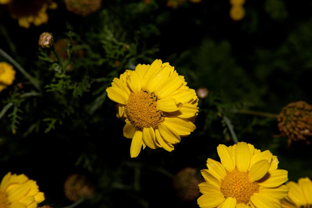fleurs d'automne