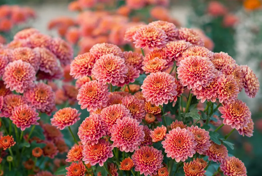 Chrysanthème près de Assier