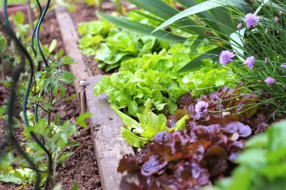 Plants de légumes près de Assier