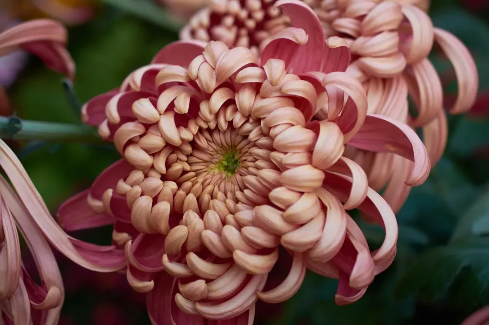 chrysanthemes-lamouroux-horticulture